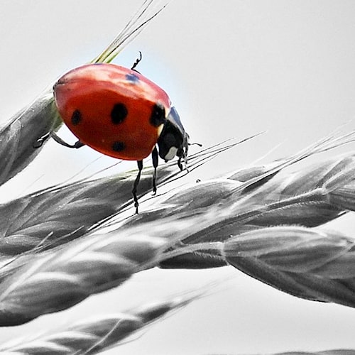 ladybug