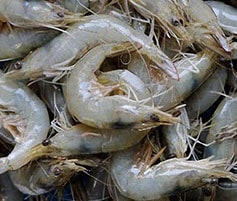 Shrimp